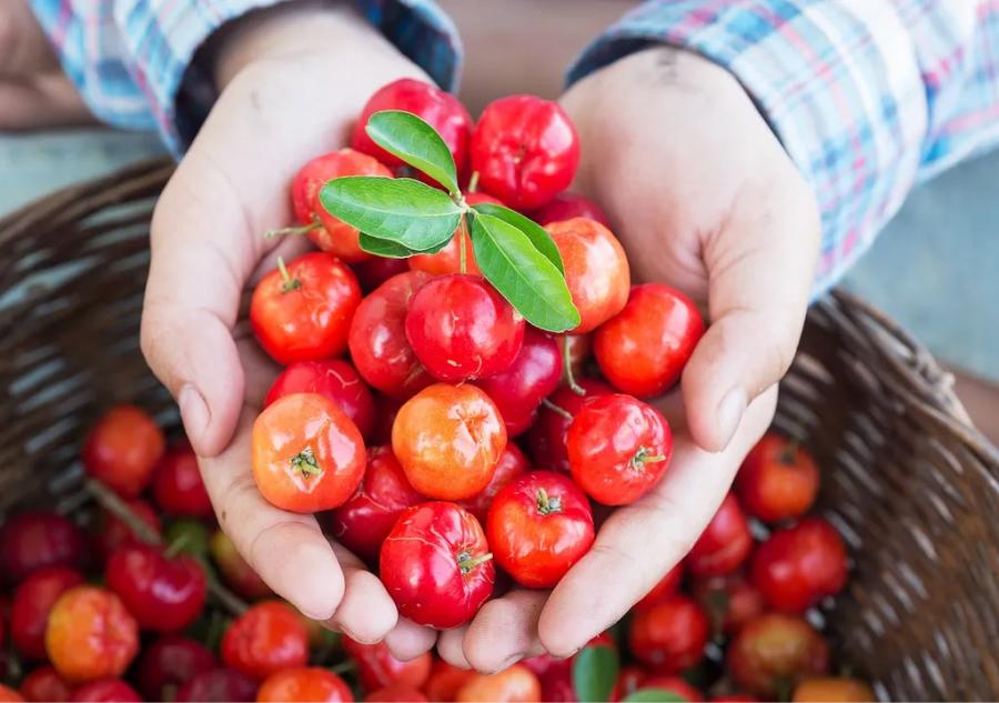 La acerola y sus derivados son cada vez más demandados para tratar varios tipos de enfermedades.