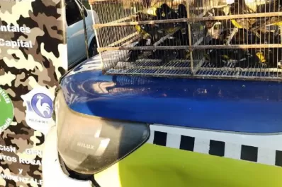 Rescatan y liberan aves autóctonas