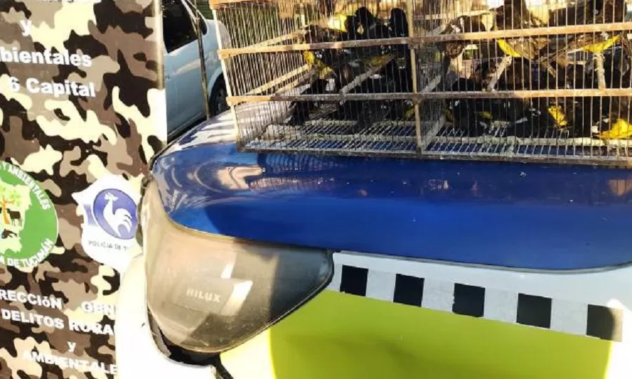 Rescatan y liberan aves autóctonas