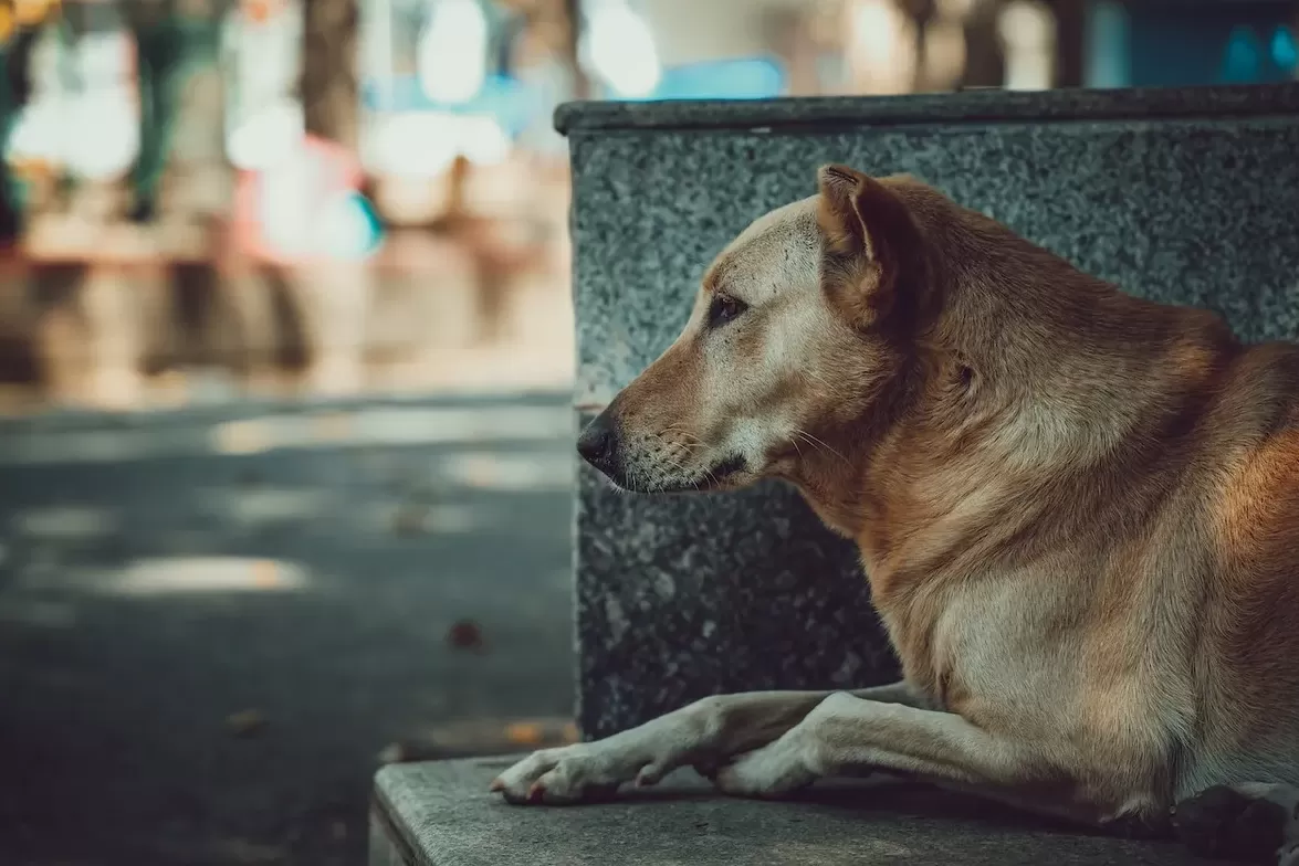 El 27 de julio es el Día Mundial del Perro Callejero