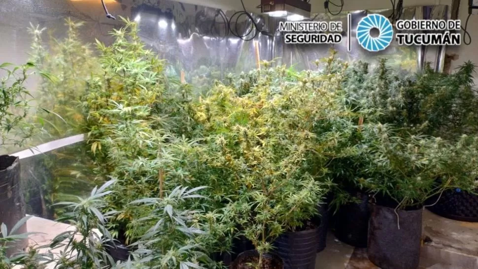 POLÉMICA DECISIÓN. Los ejemplares de cannabis que fueron secuestrados por la Policía en un domicilio de Yerba Buena hace más de un mes. 