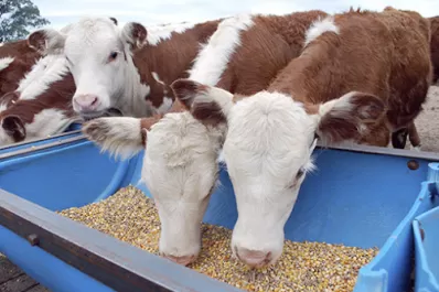 El “dólar maíz” y el impacto en el comercio vacuno