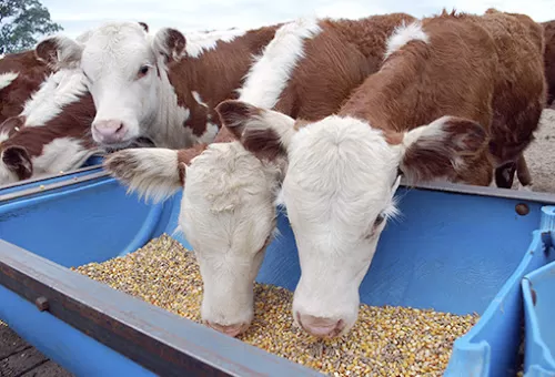 ALZA DE PRECIOS. Alimentar a los animales es mas caro para el productor. 