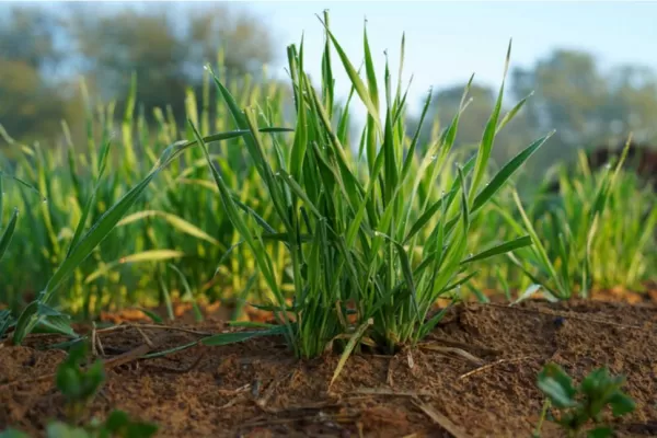 La campaña de grano fino sería una revancha, tras la complicada temporada gruesa