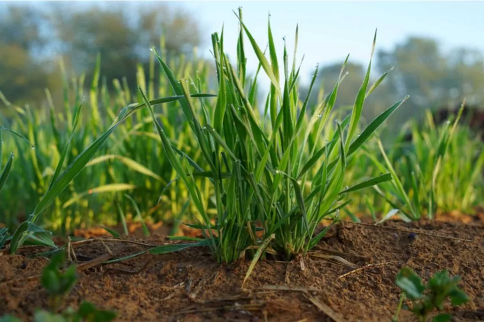 Con las lluvias que se dieron los productores sembraron mas trigo que el año pasado.