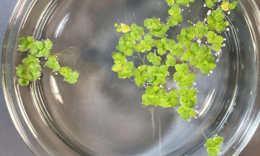 Lenteja de agua.
