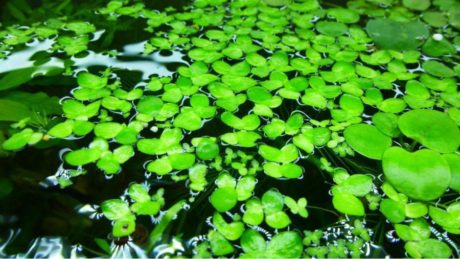 La lenteja de aguas propicia numerosos beneficios a la salud.