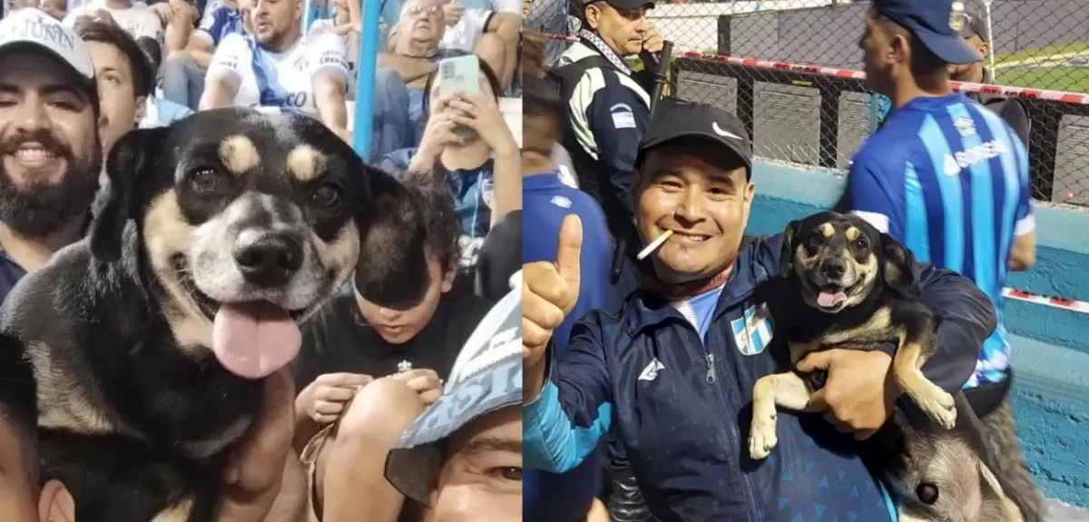 “Porquería”, el perro de Atlético Tucumán que va a la cancha y tiene Instagram