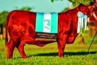 El lunes, Cabaña San Vicente ofrece toros, vaquillonas y terneras