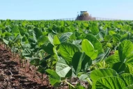 El taller de variedades y manejo de la soja se consolida como un espacio clave para el sector