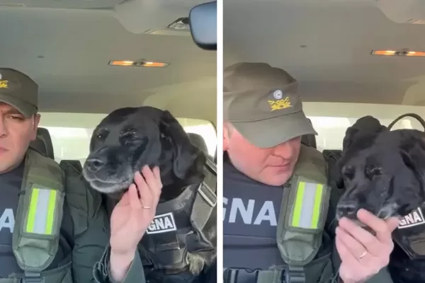 La emocionante despedida a “Pequi”, la perra que se jubiló de la Gendarmería: “Feliz retiro, compañera”