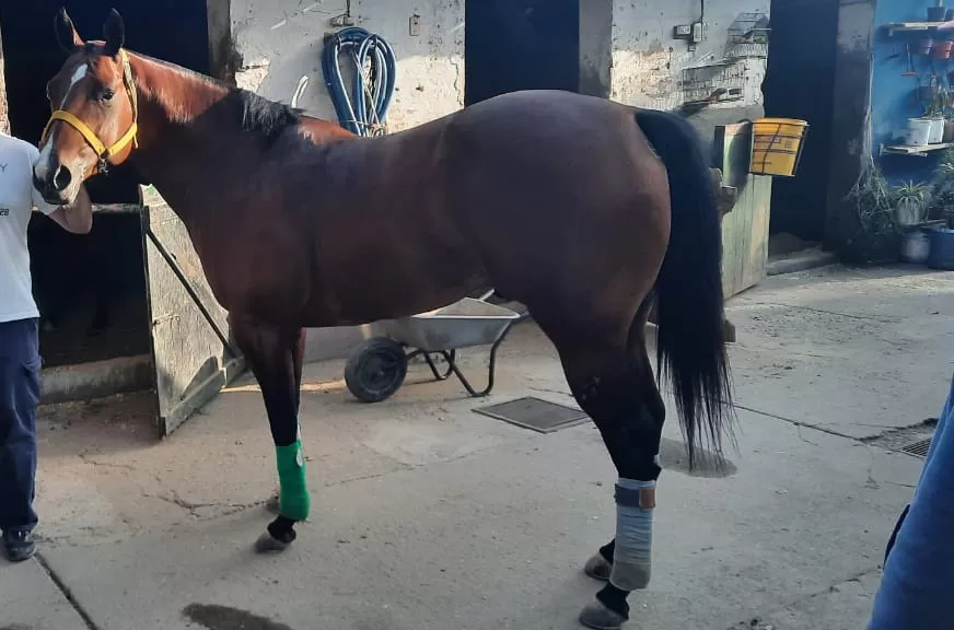 ANIMADOR. El Chico Sueco competirá en la prueba de cuartos de milla.   