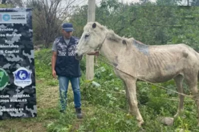 Rescatan una yegua a la que un joven golpeaba con un látigo en la calle
