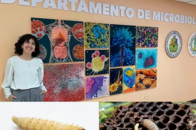 Polillas, en el menú de hoy: mix de plásticos