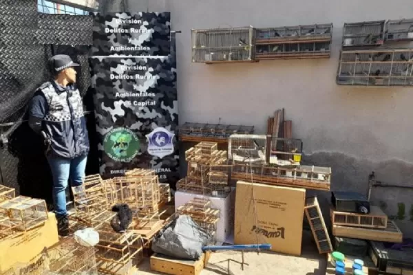 Tráfico ilegal: secuestran alrededor de 100 aves autóctonas en Tucumán