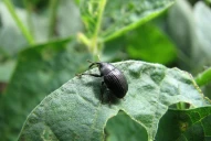 La oleaginosa registró un rinde promedio en Tucumán de 1,4 t/ha