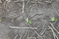 Nuestros suelos dan cuenta de un importante deterioro