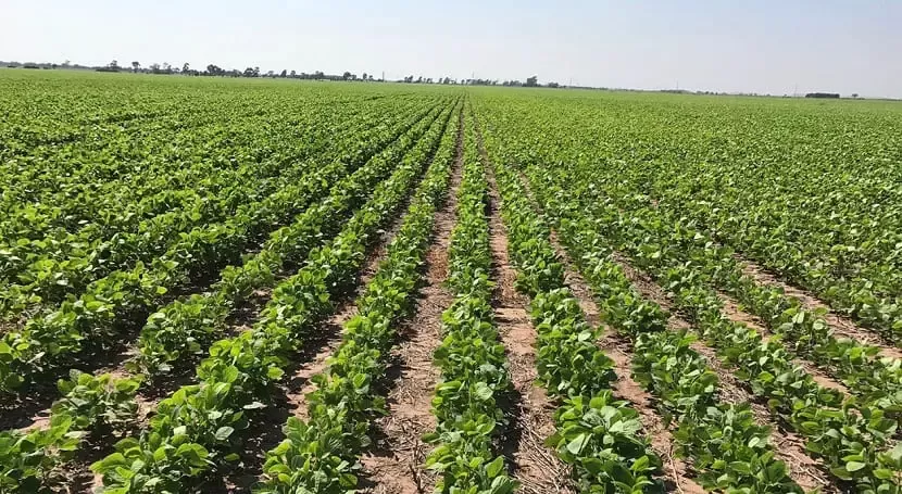 CAMPAÑA 2023. El 64% de las variedades sembradas son nuevos cultivares.  