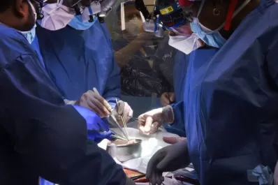 Un hombre fue trasplantado con un riñón de cerdo y la efectividad de la operación sorprende a los médicos