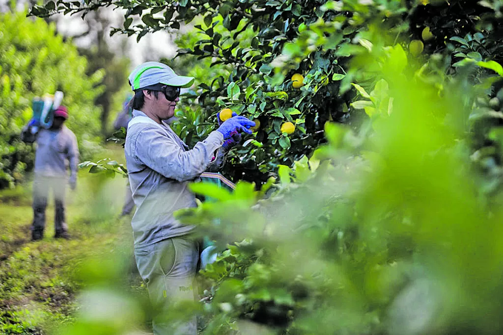 La cosecha del limón en el NOA muestra un avance del 90%