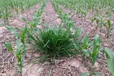 Reporte rural: malezas resistentes y tolerantes; un grave problema