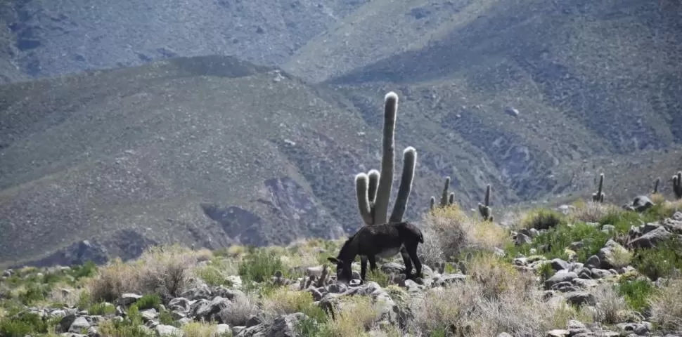 MALA COMBINACIÓN. Los burros salvajes, entre otros animales, destrozan la corteza de los cardones. 