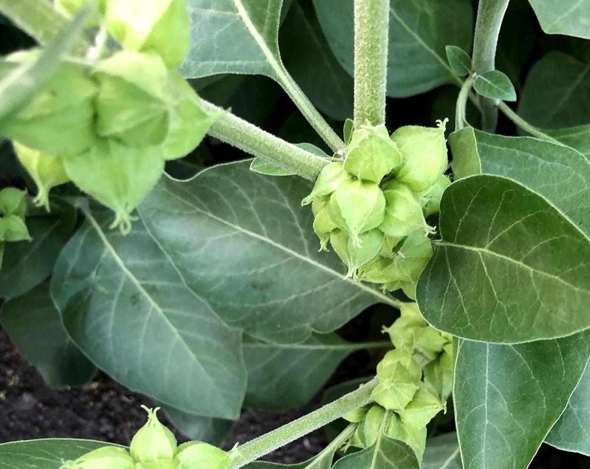 Cómo preparar infusión de Ashwagandha y cada cuánto tomarla