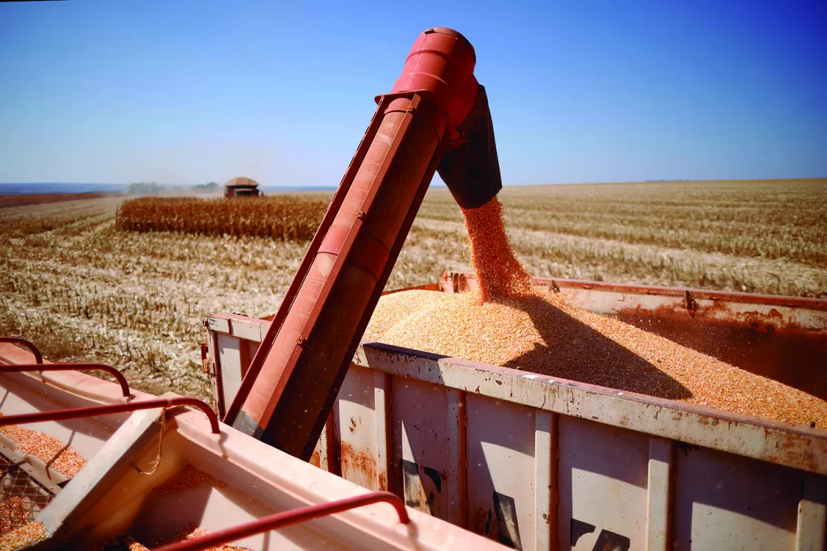 Brasil llega a primer productor de maíz