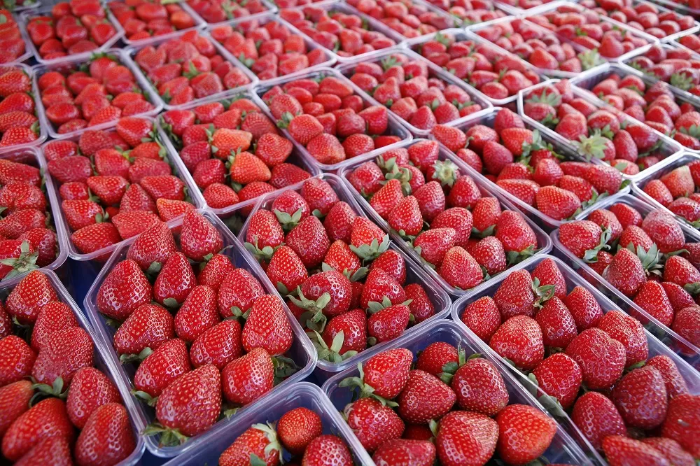 PLUS. Como un 30% de las frutillas se vende en Buenos Aires, se deben sumar U$S 13.083 por ha (empaque y flete). 