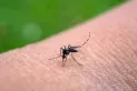 Acciones conjuntas contra el Dengue: buscan combatir al mosquito transmisor