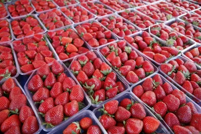 Frutilla: implantar y cosechar una ha arrendada costó U$S35.844 en 2022