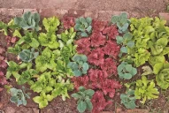 El mercado de plantas: jardines sustentables, adaptados al clima tucumano