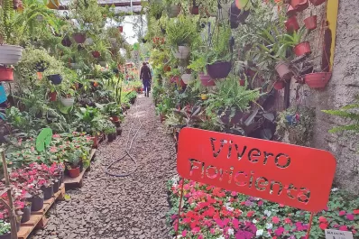 Floricienta: diseñá y equipá tu jardín