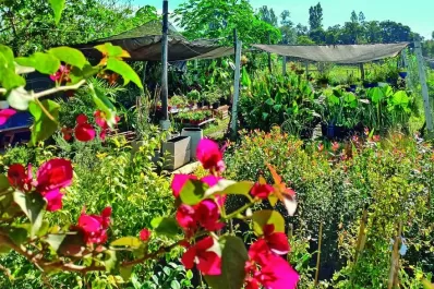 Trébol, el primer vivero on line de Tucumán