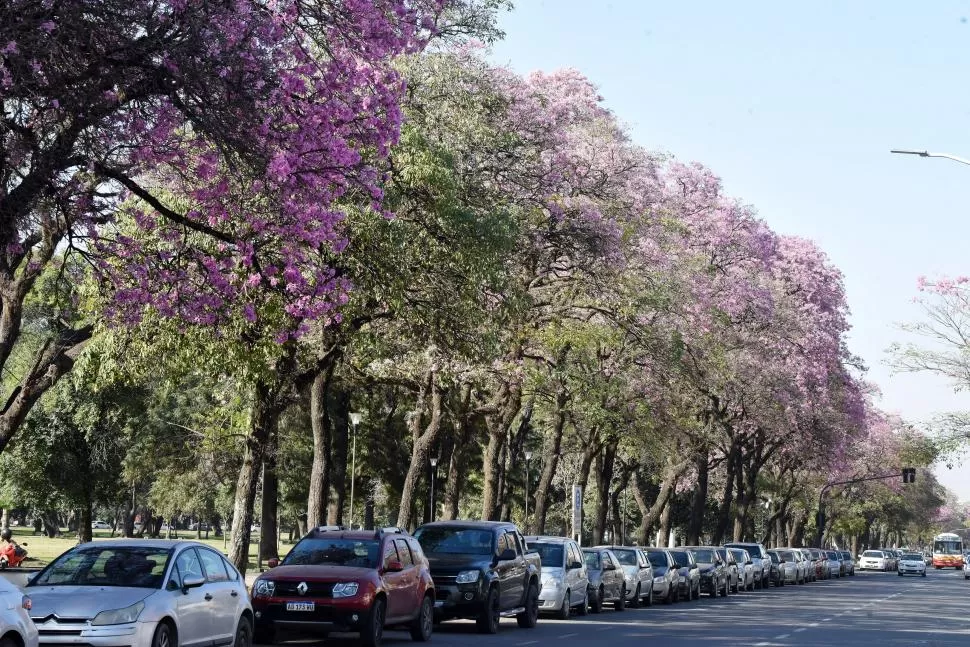 PRIMAVERA ANTICIPADA. Los lapachos ya adornan, como cada año, diferentes puntos de la provincia. 