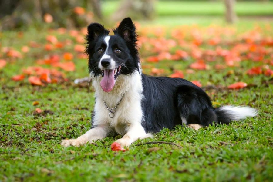Cuáles son las 10 razas de perros más inteligentes
