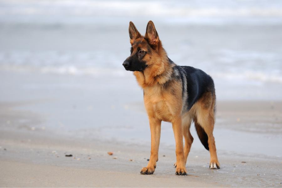Cuáles son las 10 razas de perros más inteligentes