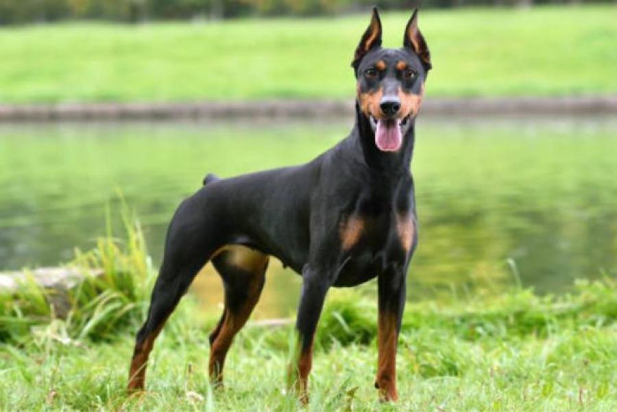Cuáles son las 10 razas de perros más inteligentes