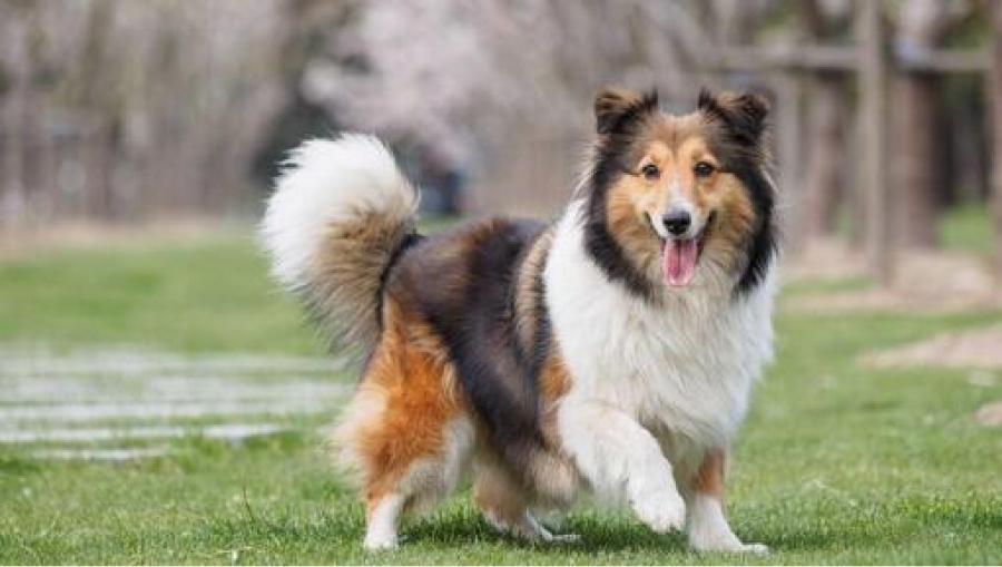 Cuáles son las 10 razas de perros más inteligentes