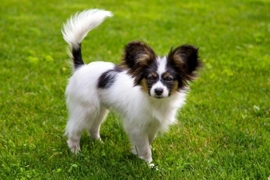Cuáles son las 10 razas de perros más inteligentes