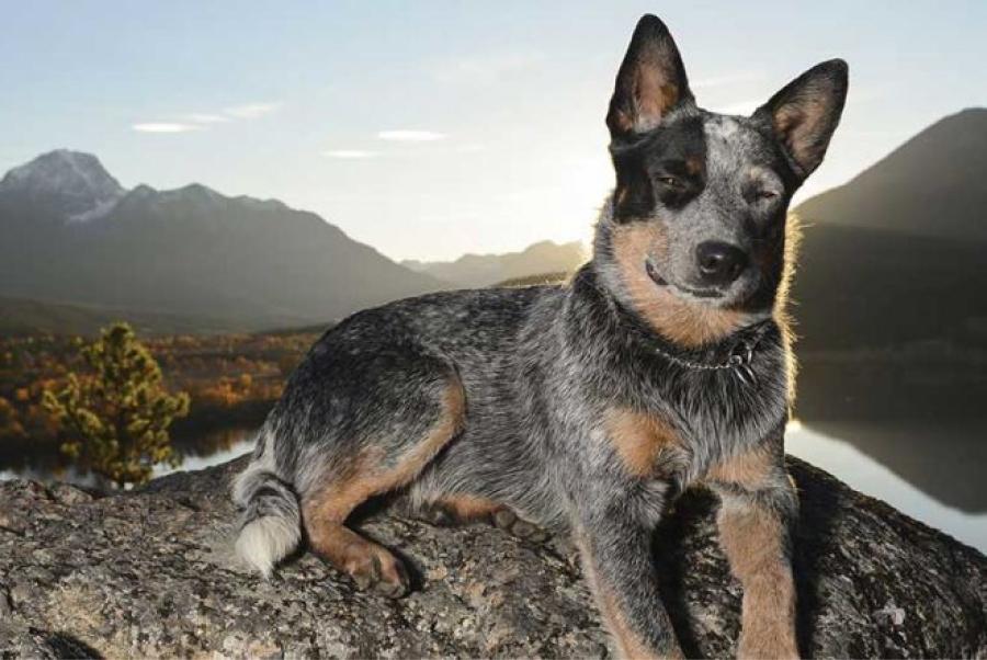 Cuáles son las 10 razas de perros más inteligentes