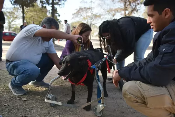 Una fundación fabrica sillas de ruedas para perros con discapacidad y dictan talleres para aprender el oficio