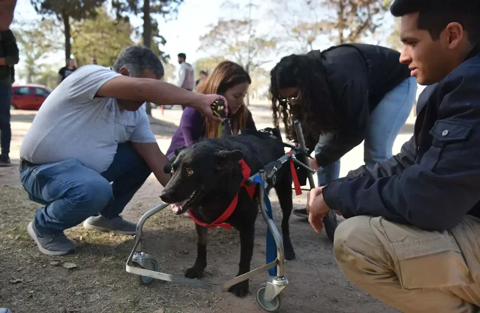 Una fundación fabrica sillas de ruedas para perros con discapacidad y dictan talleres para aprender el oficio