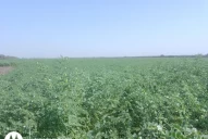 Garbanzo: por ahora hay buena expectativa de cosecha