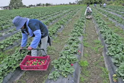 Frutilla: Tucumán pisa fuerte en la Argentina