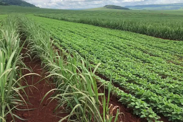 Reporte rural: el actual y el futuro Gobierno deben oír al agro