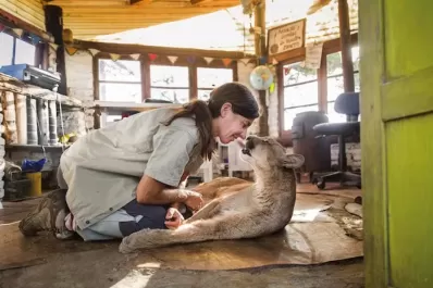 Estanislao Monte, el puma ciego rescatado que desarrolló una tierna relación con su cuidadora