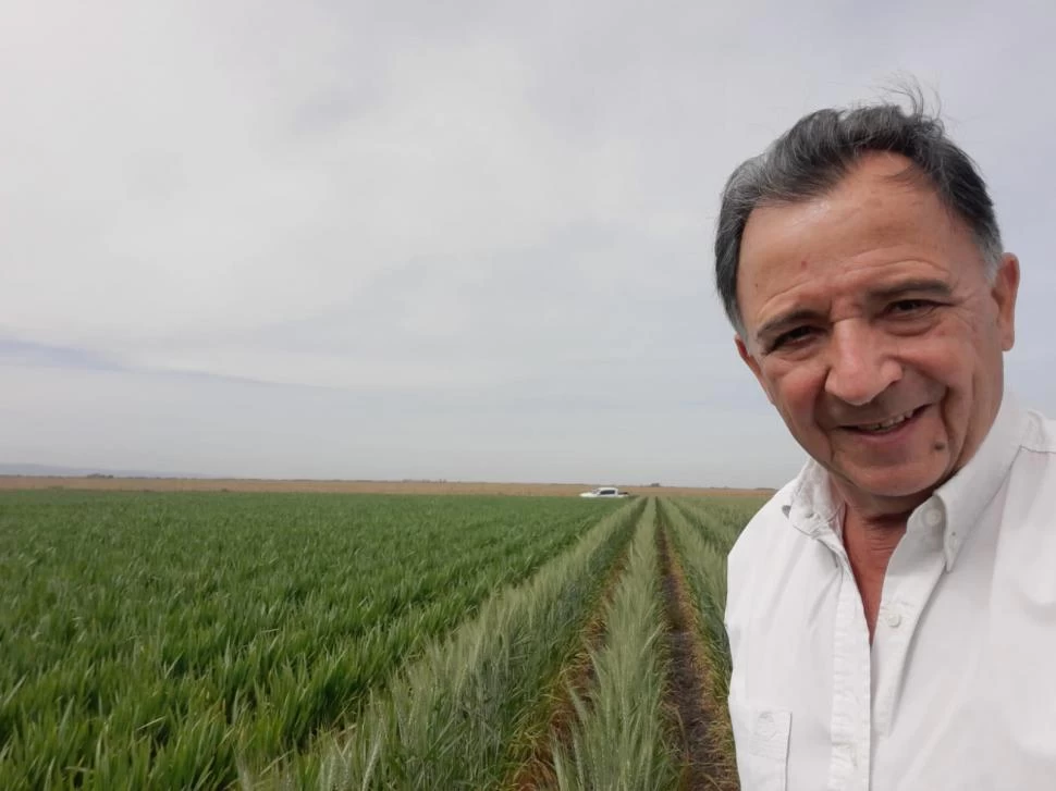 PANORAMA. Actualmente, los cultivos se encuentran en diferentes estados, debido a la amplia ventana de siembra: algunos, en grano lechoso o pastoso, trigos en floración, y otros en hoja bandera. 