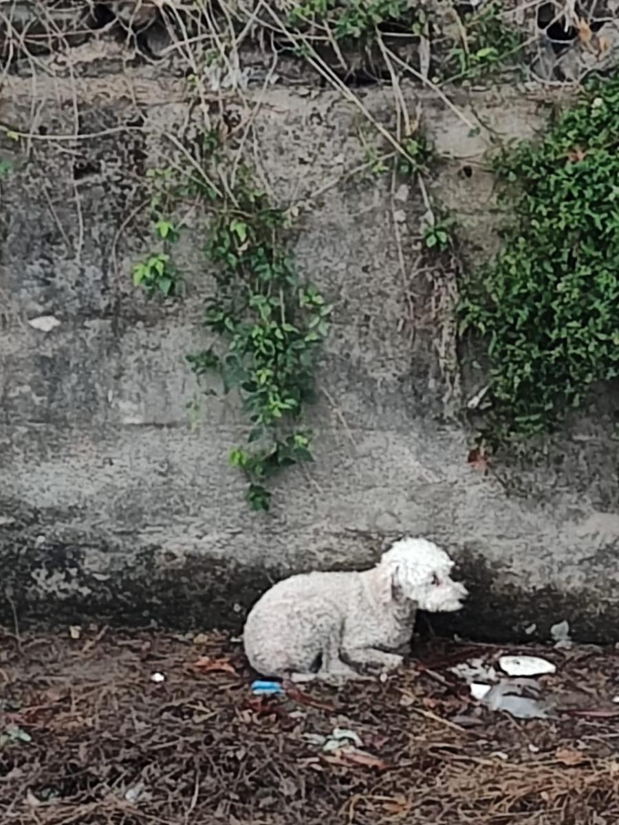 Video: así fue el rescate de un caniche en el canal del Camino del Perú