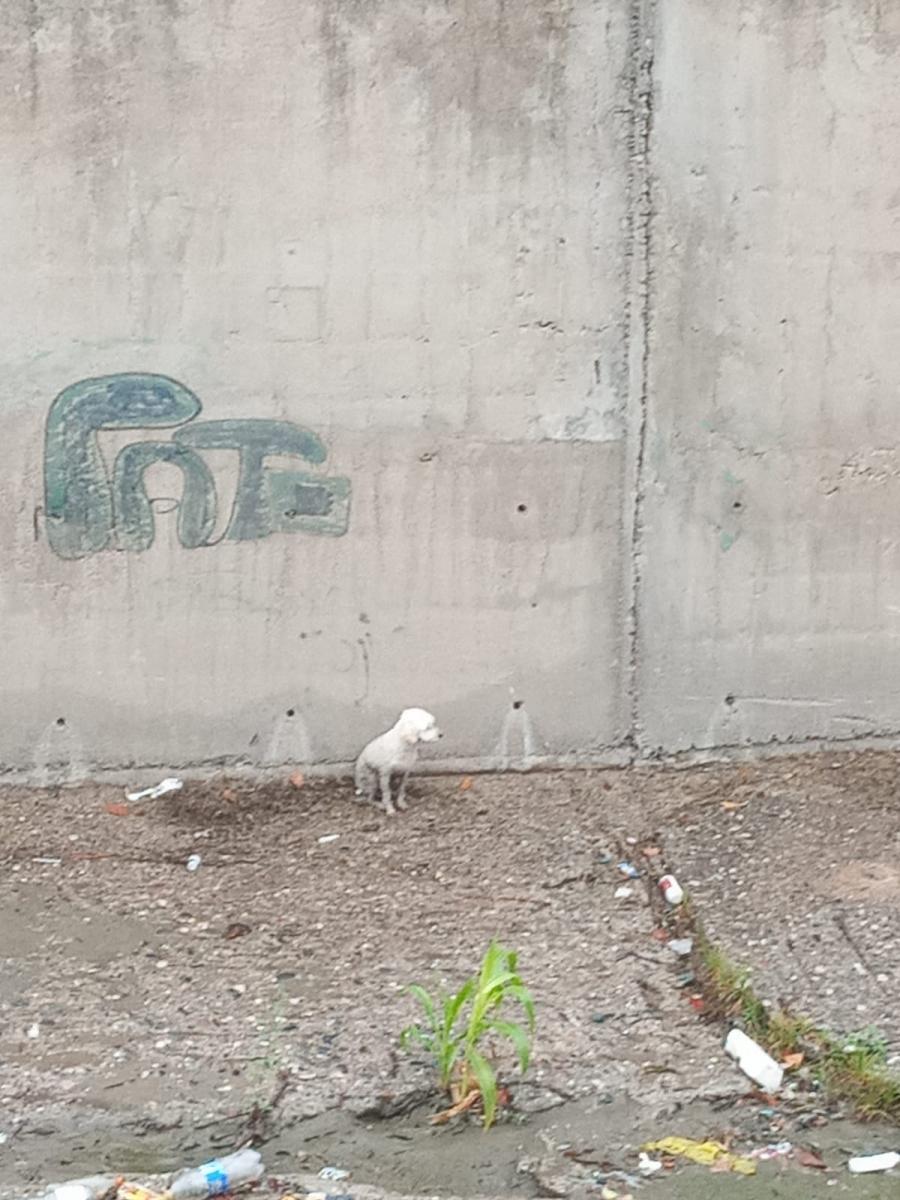 Video: así fue el rescate de un caniche en el canal del Camino del Perú